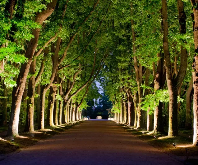 Uplights highlight trees along a long driveway.